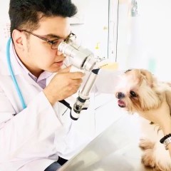 apply job Juscoratchada Animalhospital 4