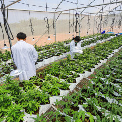 apply job Pot Plant Farm 3