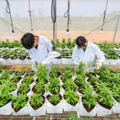 apply job Pot Plant Farm 5