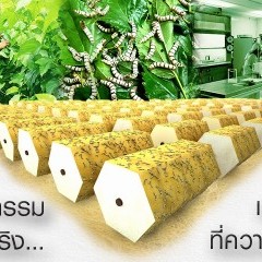 หางาน สมัครงาน ซิลค์ 2