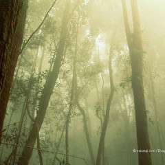 หางาน สมัครงาน WWF Greater Mekong Thailand 3