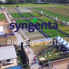 apply job Syngenta Crop Protection Limited 1